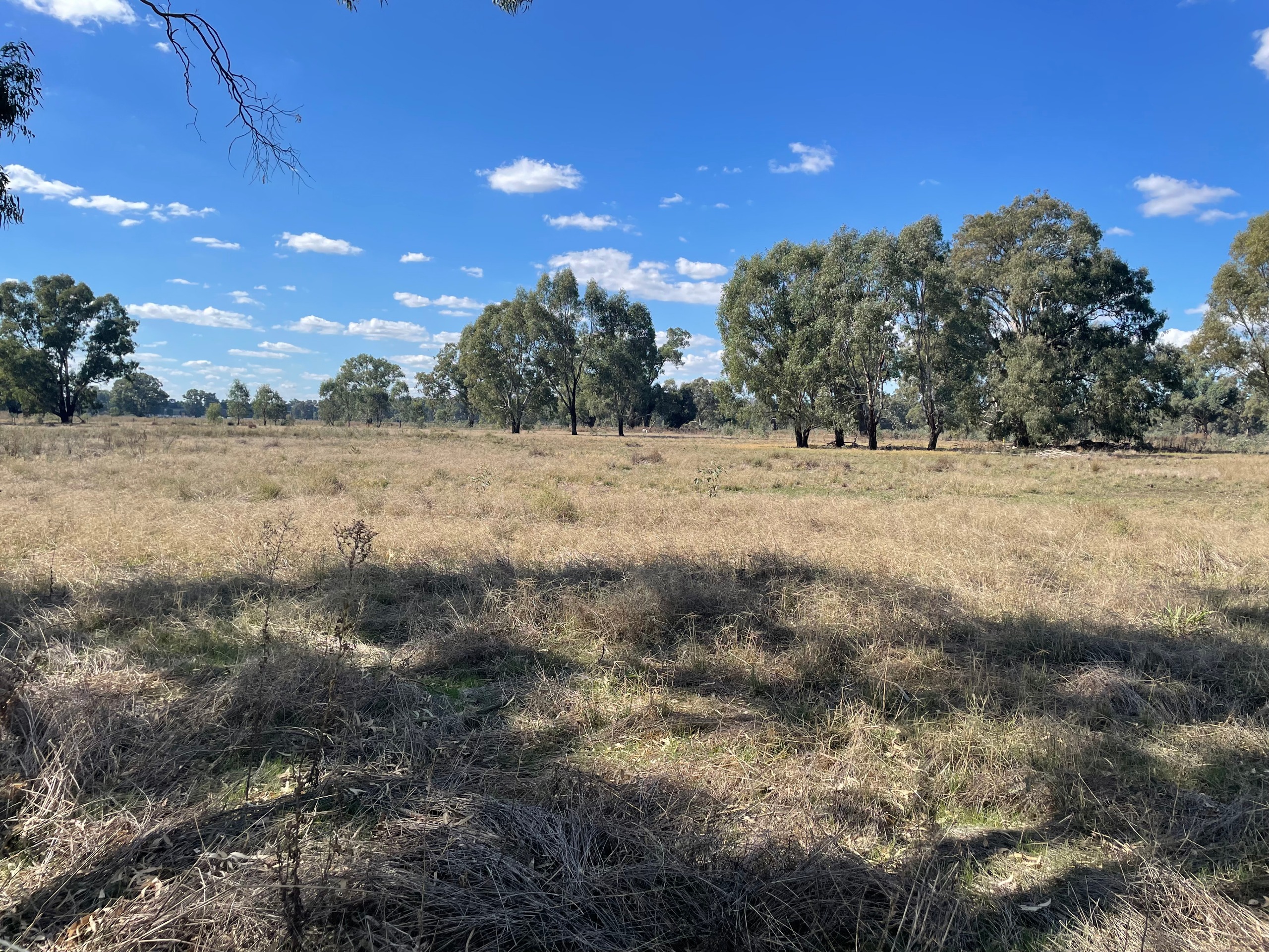 Grazing Land Licence Expression of Interest Have Your Say Wagga Wagga