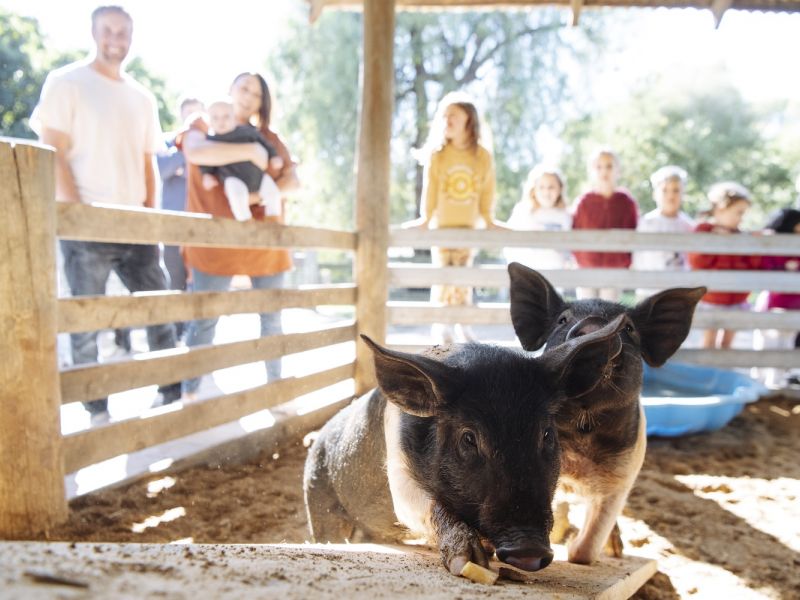 Two pigs in foreground inside stable, with people around outside fence looking at the pigs.
