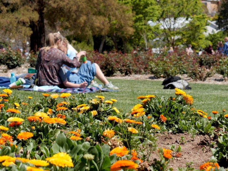 Flowering plants in foreground with group of people sitting on grass in the background.