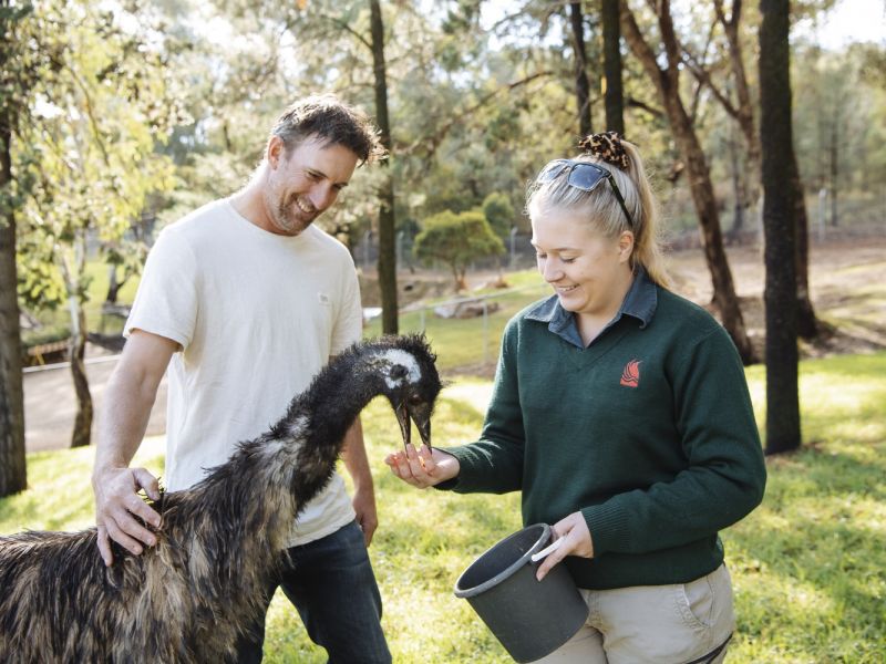 Man petting emu while Zoo keeper hand feeds the emu.