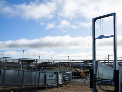 A photo of a newly constructed and installed sheep loading ramp at a busy Livestock Marketing Centre on a sale day. The ramp is located on the right side of the photo; on the left are yarded sheep ready for sale, held behind steel fencing.